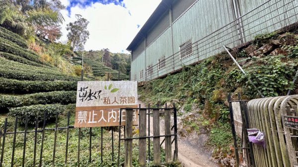 忘憂森林.金柑樹山2668877