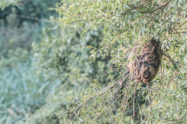 探訪台北溪流之美｜桶後越嶺古道（礁溪-烏來）2911735