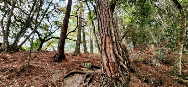 波津加山，太平蝙蝠洞延伸步道，福田賞桐生態步道，美崙山步道，台東鯉魚山2005042