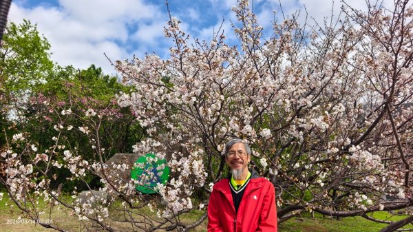 #中山樓 #陽明公園 #十八份 #吉野櫻 #墨染櫻 #青斑蝶 #青帶鳳蝶 #大紅蛺蝶 3/143014882
