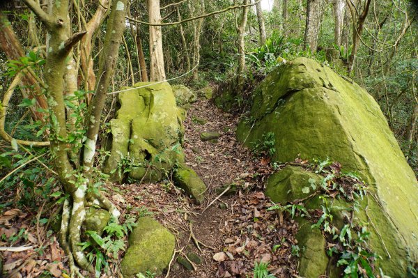 新竹 關西 福大山、彩和山、高甫山2988285