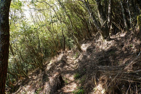 新竹 尖石 屯野生台山、石麻達山、錦屏山2904308