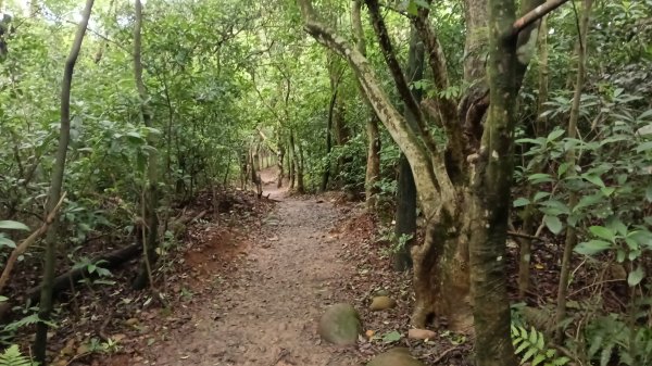 楊梅區龜山頭山-福人步道-莊迷湖-保甲路古道-東森山林森林步道-福人步道3074665
