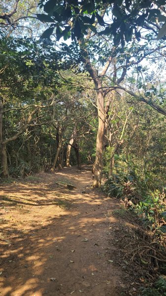 2025-0204 鶯歌_大凍山_三角埔頂山_迴龍2707913