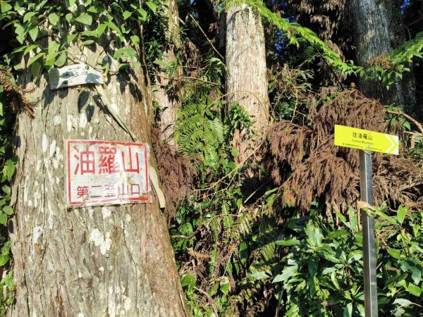油羅山202503092731873