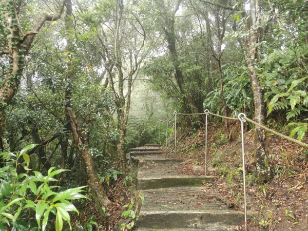 雨中漫步北部山岳-二格山、土庫岳、象山道1136695