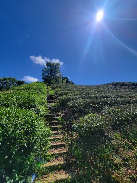 【雲嘉抺茶山】1735897