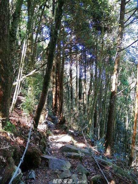 【台中。和平】綠蔭杉林大口森呼吸。 橫嶺山自然步道x橫嶺山主峰1497956