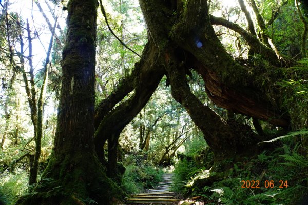 宜蘭 大同 太平山森林遊樂區 鐵杉林自然步道1743717
