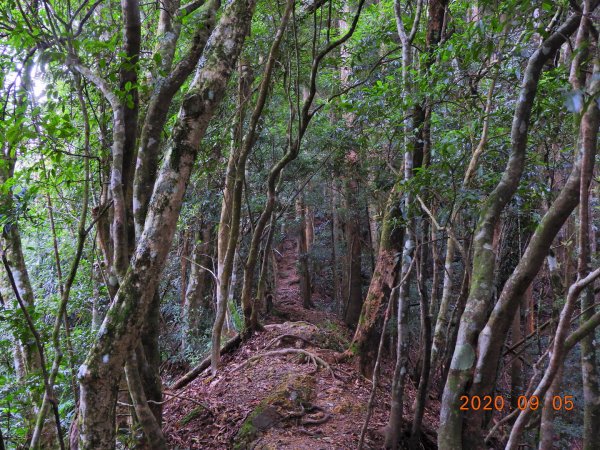 新竹 五峰 油羅山1088977