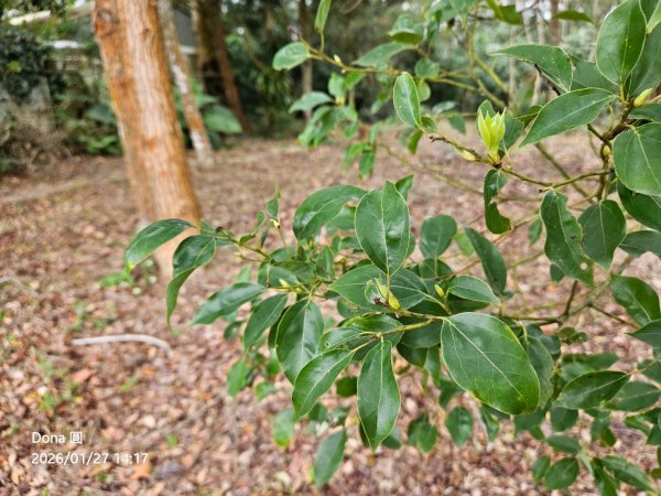 20260127三通嶺山.三義山(大桁茂山).慈濟山.大坪山大O走2989992