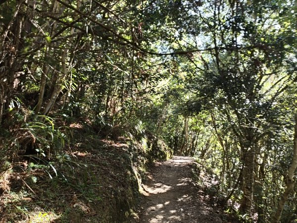 [皮皮獅探險隊-11/10] 2025_1010 隱藏任務–司馬庫斯神木群步道2912323