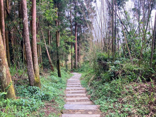 阿里山頂湖步道2625726