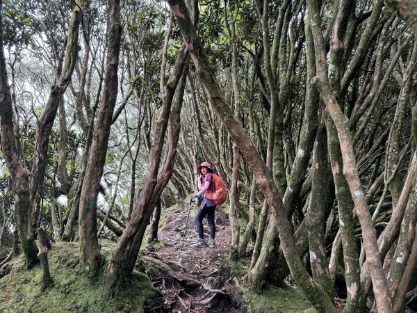 加里山O繞20250713(大坪登山口-杜鵑嶺-加里山-避難小屋-大坪登山口)2836903