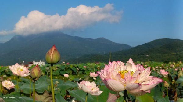 雲山水花鳥蝶 - 天龍國阿伯的日常7/18 & 21、22、292553999