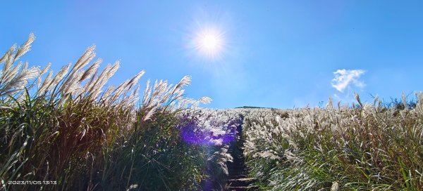 大屯山&小觀音山西峰差強人意的雲海/夕陽晚霞/芒花2337332