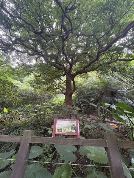 20251025南化龍湖寺至紫竹寺O繞(石松子山.大竹崙山.竹子尖山)2925079