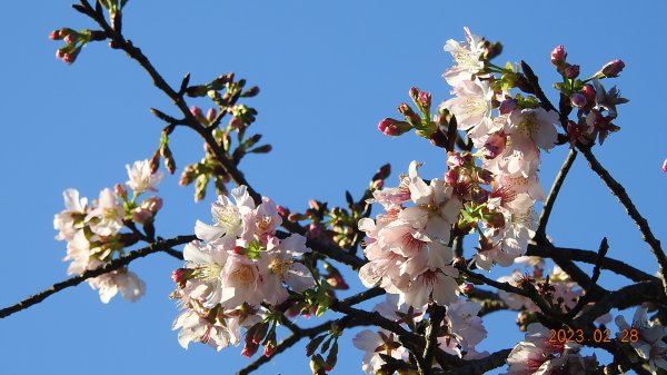 追花是簡單的快樂，賞花是恬淡的幸福。2/282045052