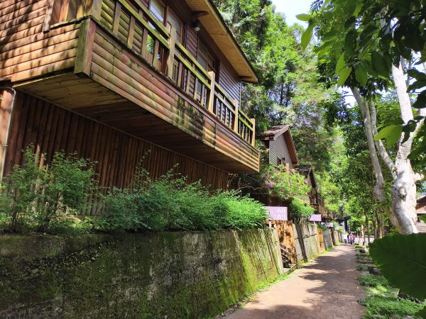 [百山百鳥尋旅-07/15] 2025_0831 八仙山國家森林遊樂區步道群_天籟步道2875914