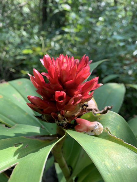 20251115台南大尖山2938085