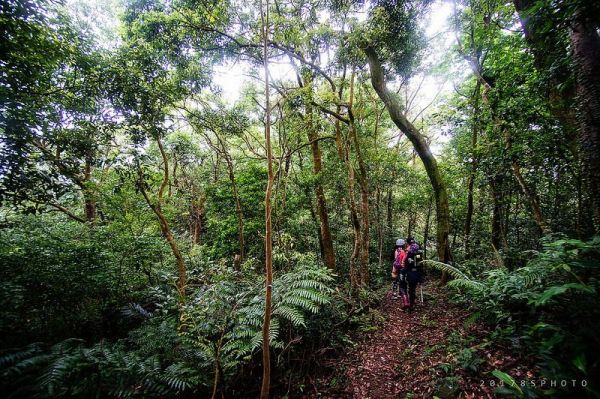 【新北市】直潭山走二龍山