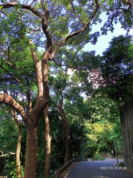 半嶺步道、松溪瀑布、橫嶺古道、湖山綠地【發現陽明山、走路趣尋寶】2332855