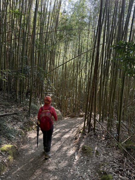 司馬庫斯巨木步道+櫻花祭202602193009428