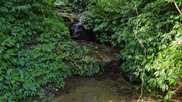 柴寮古道、中坑古道2814658