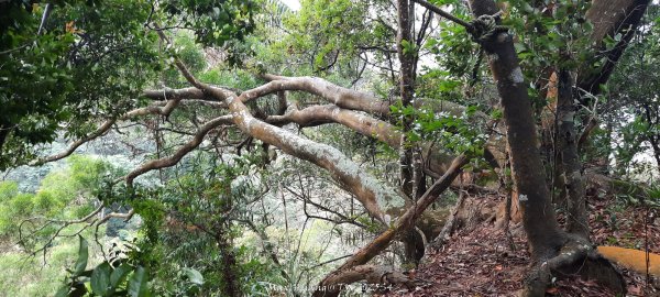 《苗栗》霧雨寒流｜三義三角山步道202512252969248