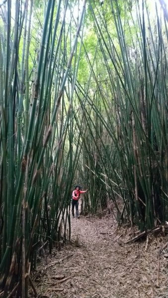 璀璨百年淡蘭古道～象寮古道、石空山、坪溪古道、梗枋古道O走1339417