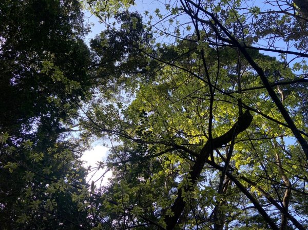 唐麻丹山-松鶴上三角點O型回松鶴2378403