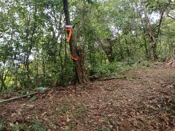 雙溪區彎穹平林山+平湖東步道+紙坑古道(億山煤礦)+紙坑山出平水聚落O型2965795