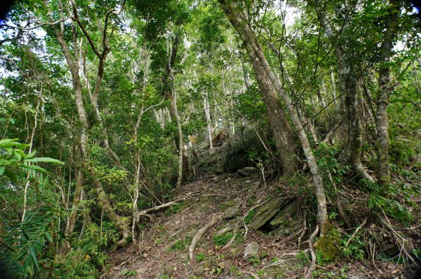 宜蘭 南澳 澳花山2881293