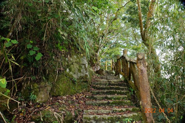 嘉義 番路 烏心石山1665787