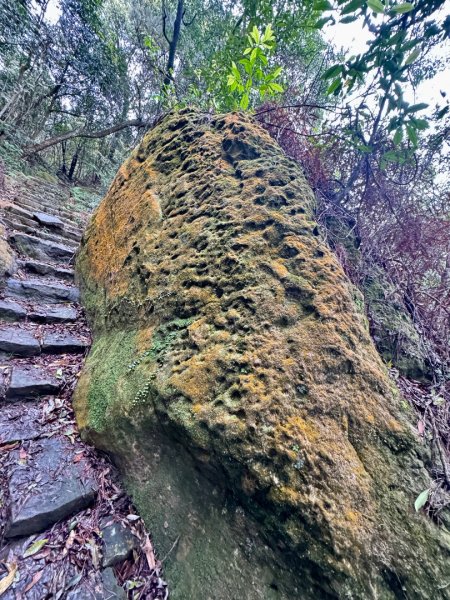 台北縱走第四段訪雙溪山 梅花山與西峰南峰西南峰 碧山3012795