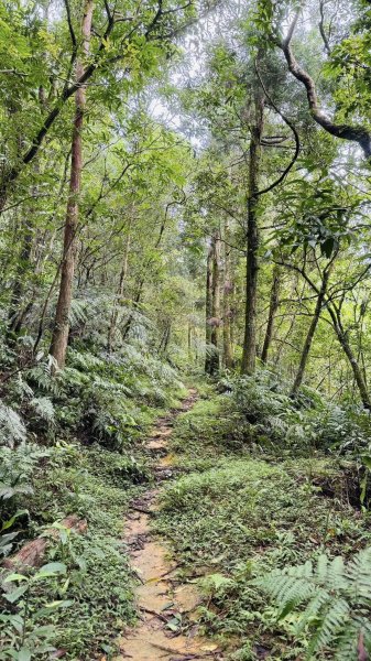 20250803枋山坑古道2850498