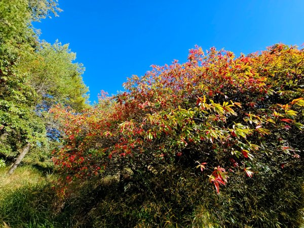 小雪山天池步道2962677