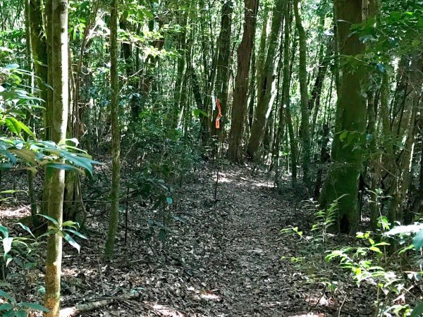 埔里關頭山走舊武界越山502472