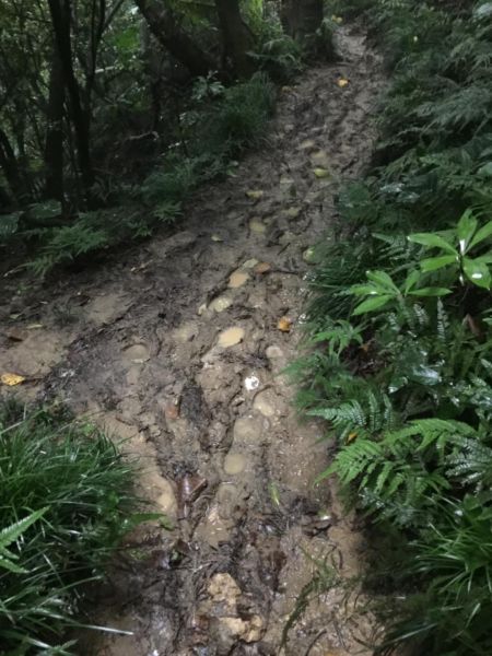 雨後柴山行390726