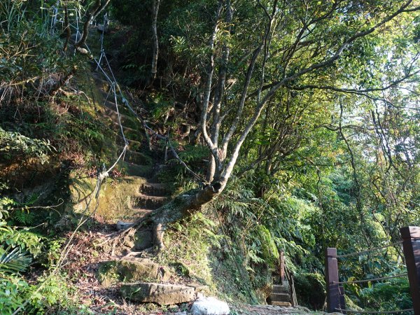 桐花公園、天上山~桐花開了！943091