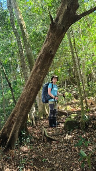 外鳥嘴蓮包山O縱2893178