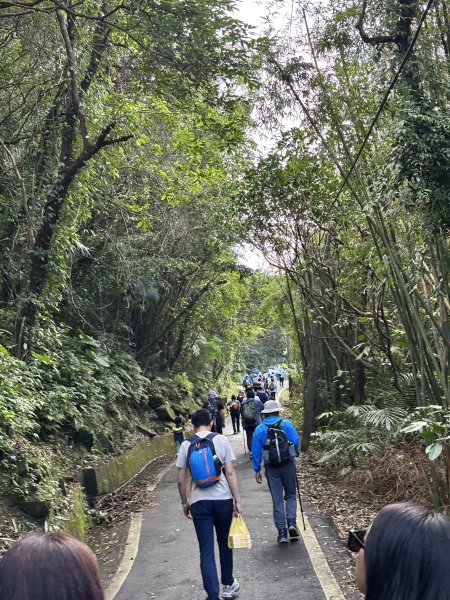 2025 芒草季 草嶺古道2932900