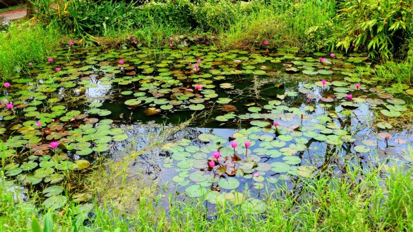 華山小天梯,情人橋2948574