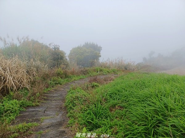 【台東。 太麻里】沒有金針花只有狹窄的山路。 小百岳集起來。 編號94小百岳-太麻里金針山步道1644029