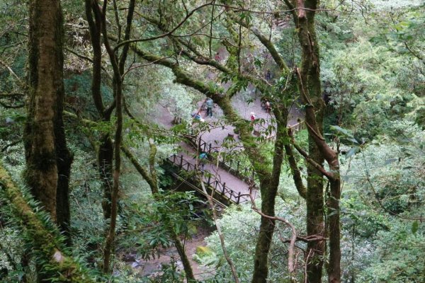 〔桃園復興〕拉拉山巨木，史詩級魔幻森林，75公頃紅檜 扁柏森林浴2237140