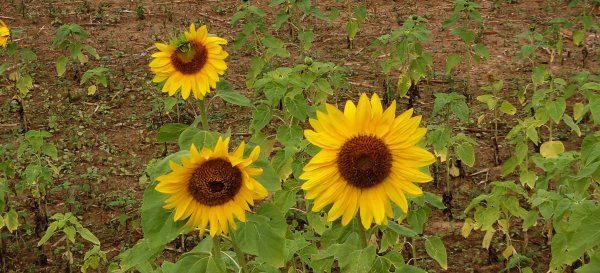 2025/12/27-劍潭古道2972687