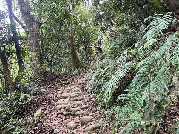 [皮皮獅探險隊-04/10] 2025_0706 三段崎古道2831763