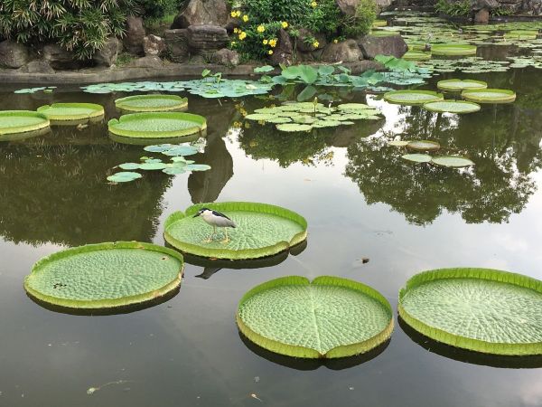 【新聞】拿~~~麼大片！！雙溪公園大王蓮請你來坐坐 8/16開展 護花使者忙抓蟲驅螺 讓您體驗輕功水