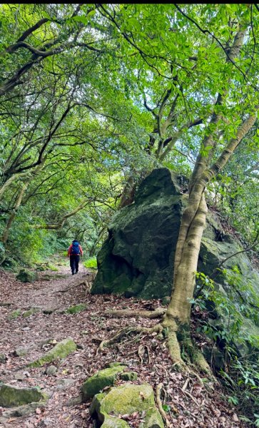 上磺溪橋走魚路古道/金包里城門/擎天崗/冷水坑2872341