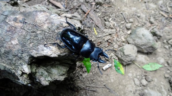 今天，我想來點獅山古道。叮咚。1134378